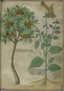 Sloane 4016 f.36 "Treatise on Herbs", n. 1440 (vellum) tekijältä Italian School