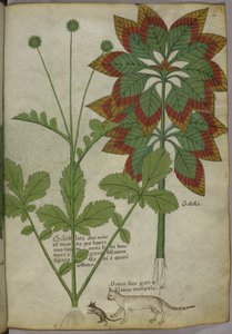 Sloane 4016 f.40 Plants, 
