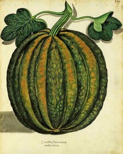 Ulisse Aldrovandin (1522 - 1605) squash, julkaistu Piante Fiori Fruttissa (käsinvärinen kaiverrus). tekijältä Italian School