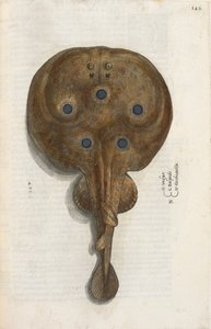 Torpedokala, kuva "Aquatilium Animalium Historiæ liber primus", kirjoittanut Ippolito Salviani tekijältä Italian School