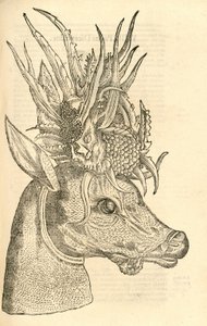 kuva Capreolus Polycerosista Aldrovandis History of Monsters , 1642 tekijältä Italian School