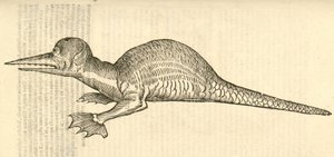 kuva Draco marinus monophthalmos bipesistä Aldrovandis History of Monsters , 1642 tekijältä Italian School