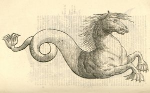 kuva Equus marinus monstrosuksesta Aldrovandis History of Monsters , 1642 tekijältä Italian School