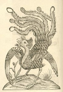 kuva Gallus Indicus auritus tridactylus -lajista Aldrovandis History of Monsters , 1642 tekijältä Italian School