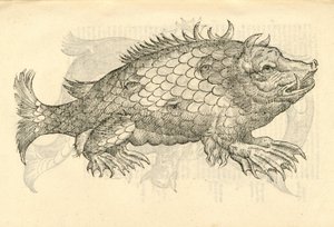 kuva Monstrosus Sur marinuksesta Aldrovandis History of Monsters , 1642 tekijältä Italian School