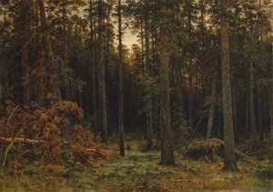Mäntypuu, 1885