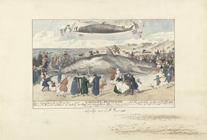 Kaskelovalas, joka on jumissa Egmond aan Zeessa, 1764 Aivan pohjoiseen Egmond op Zee, Cagelot tai Potwhale. jumissa elossa 15. helmikuuta 1764. (otsikko esineessä) tekijältä J.A. Visser