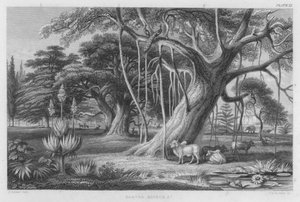 Banyan, Boabob jne (värinen kaiverrus)