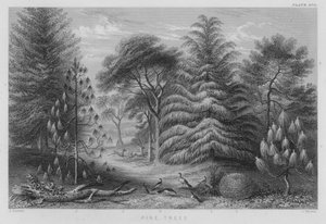 Pine Trees (värillinen kaiverrus)