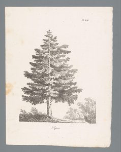 hopea kuusi Sapin (otsikko esineessä) Puiden tutkimukset (sarjan nimi) Etudes d