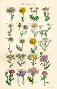 Sivu värikuvituksia British Wild Flowersista J. E. Sowerbyn ja C. P. Johnsonin teoksen jälkeen