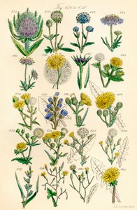Sivu värikuvituksia British Wild Flowersista J. E. Sowerbyn ja C. P. Johnsonin teoksen jälkeen