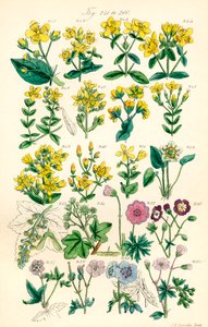 Sivu värikuvituksia British Wild Flowersista J. E. Sowerbyn ja C. P. Johnsonin teoksen jälkeen