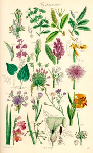 Sivu värikuvituksia British Wild Flowersista J. E. Sowerbyn ja C. P. Johnsonin teoksen jälkeen