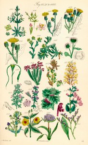 Sivu värikuvituksia British Wild Flowersista J. E. Sowerbyn ja C. P. Johnsonin teoksen jälkeen
