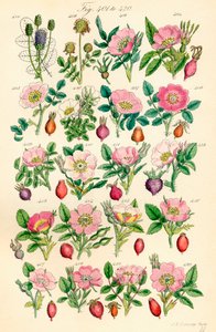 Sivu värikuvituksia British Wild Flowersista J. E. Sowerbyn ja C. P. Johnsonin teoksen jälkeen