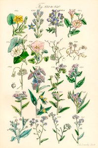 Sivu värikuvituksia British Wild Flowersista J. E. Sowerbyn ja C. P. Johnsonin teoksen jälkeen