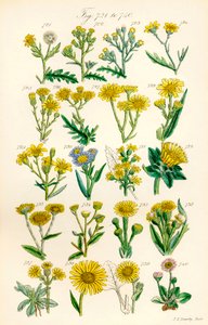 Sivu värikuvituksia British Wild Flowersista J. E. Sowerbyn ja C. P. Johnsonin teoksen jälkeen