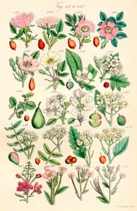 Sivu värikuvituksia British Wild Flowersista J. E. Sowerbyn ja C. P. Johnsonin teoksen jälkeen