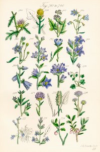Sivu värikuvituksia British Wild Flowersista J. E. Sowerbyn ja C. P. Johnsonin teoksen jälkeen