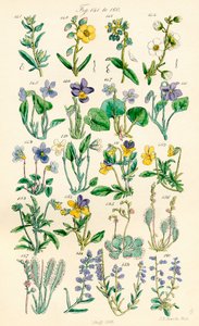 Sivu värikuvituksia British Wild Flowersista J. E. Sowerbyn ja C. P. Johnsonin teoksen jälkeen