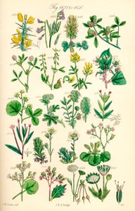 Sivu värikuvituksia British Wild Flowersista J. E. Sowerbyn ja C. P. Johnsonin teoksen jälkeen