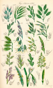 Sivu värikuvituksia British Wild Flowersista J. E. Sowerbyn ja C. P. Johnsonin teoksen jälkeen