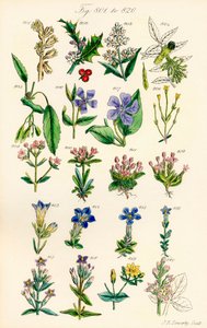 Sivu värikuvituksia British Wild Flowersista J. E. Sowerbyn ja C. P. Johnsonin teoksen jälkeen
