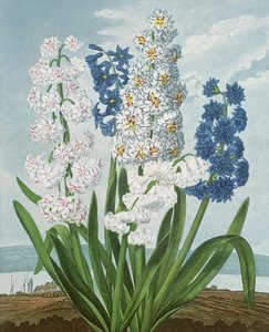 Hyasintit, kaiverrus Warner, "The Temple of Flora", Robert Thornton, pub. 1801 tekijältä J. Edwards