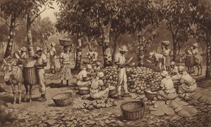 Kaakaopalkojen rikkominen Trinidadissa (litho)