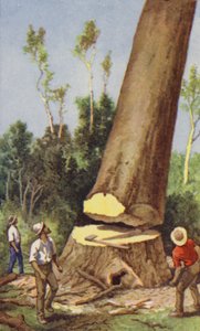 Kaurimänty (väri litho) kaato tekijältä J. Macfarlane