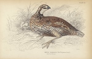 Virginian viiriäinen
