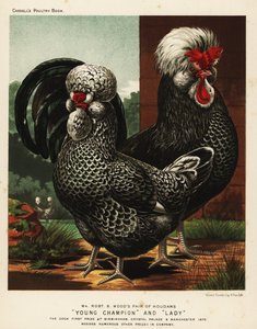 Houdan tai Poule de Houdan kukko ja kana