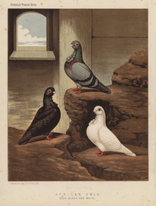 Kyyhkyset: Afrikkalaiset pöllöt, sininen, musta ja valkoinen (väri litho)