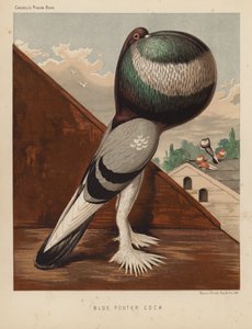 Kyyhkyset: Blue Pouter Cock (väri litho) tekijältä J. W. (after) Ludlow