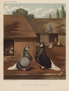Kyyhkyset: Sininen ja musta parta (väri litho) tekijältä J. W. (after) Ludlow