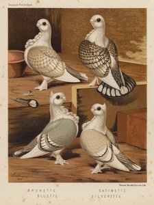 Kyyhkyset: Brunette; Satinette; Bluette; Silverette (väri litho) tekijältä J. W. (after) Ludlow