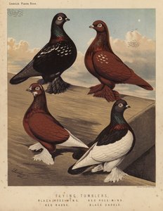 Kyyhkyset: Flying Tumblers, Black Rose-Wing, Red Rose-Wing, Red Badge, Black Saddle (väri litho) tekijältä J. W. (after) Ludlow