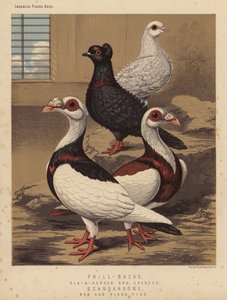 Kyyhkyset: röyhelöselkäiset, tasapäiset ja harjakyyhkyset; Scandaroons, punainen ja musta Pied (väri litho) tekijältä J. W. (after) Ludlow