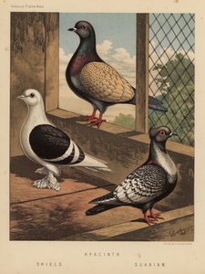 Coloms: Jacint; Escut; Suabian (color lito) finlandès tekijältä J. W. (after) Ludlow