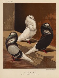 Kyyhkyset: jakobiinit, sininen, valkoinen, musta (väri litho)