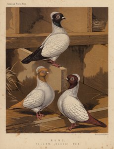 Kyyhkyset: Nunnat, keltainen, musta, punainen (väri litho)