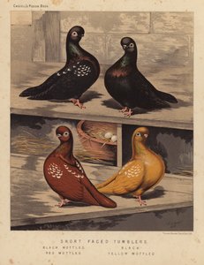 Kyyhkyset: Lyhytnaaiset juomalasit, musta kirjava, musta, punainen kirjava, keltalaikku (väri litho) tekijältä J. W. (after) Ludlow