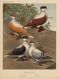 Kyyhkyset: Pääskyset, keltainen, punainen, musta, sininen (väri litho)