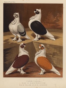 Kyyhkyset: Turbiteens, sininen ja musta, harjainen, punainen ja keltainen, tasapäinen (väri litho) tekijältä J. W. (after) Ludlow