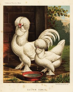 Sultan kanat, Gallus kotikukko tekijältä J. W. (after) Ludlow