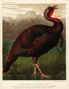 Villi amerikkalainen kalkkunakukko, Meleagris gallopavo tekijältä J. W. (after) Ludlow