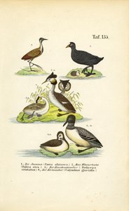 Vesilinnut, joiden mukana on jouhisorsa, kuikka, harmaasieppo ja kuikka. tekijältä J. W. Tenhaeff