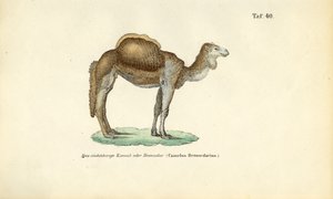 Arabian kameli tai dromedaari tekijältä J. W. Tenhaeff