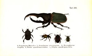 Scarabaeidae- ja Silphidae-sukujen kovakuoriaiset. tekijältä J. W. Tenhaeff